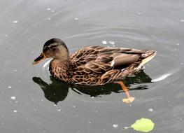 Duck Mallard Water Bird swimming