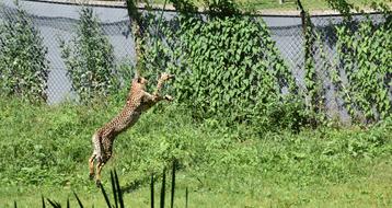 Cheetah Jump Mammal