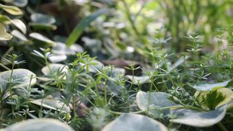 Macro Grass Within