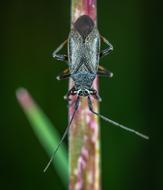 Macro Insect Nymph
