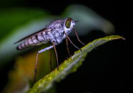Macro Insect Bespozvonochnoe