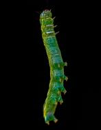 green happy caterpillar