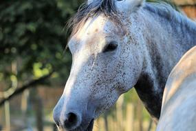 Arabian Horse Animal Head