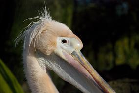 Pelican Bird Nature