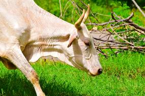 Cow Animal Animals
