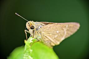Moth Insect Brown