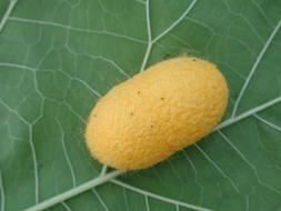 Silkworm Cocoon Insect