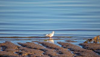 Agua Bird Nature