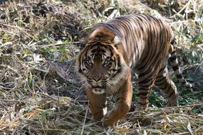 Tiger Zoo Feline