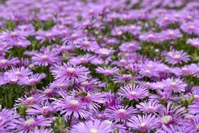Shine Flowers Purple