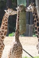 Giraffe Animals Africa