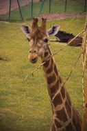 Giraffe Animal Africa