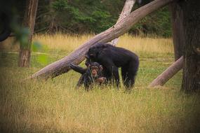 Monkey Animal Africa