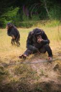 Monkey Animal Africa