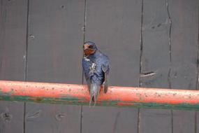Bird Close Up