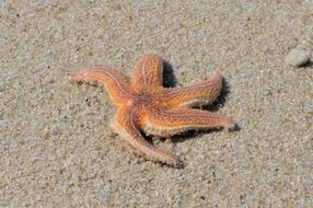Starfish Sand Beach