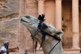 Animal Camel Facial