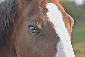 Horse Head Eye