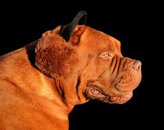 Dog Ear Warmer Funny