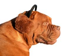 Dog with Ear Warmer