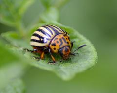 Potato Beetle Head