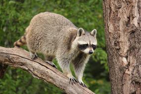 Raccoon Wildlife Animal