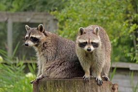 Raccoon Animal Nature