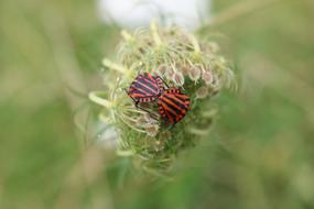 Shield Bugs Graphosoma Lineatum