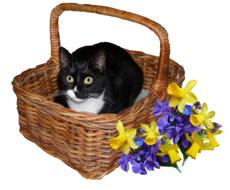 Cat in the Basket