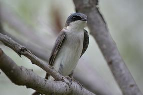 bird on a branch in the woods