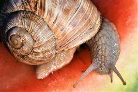 Helix Pomatia Snail Probe