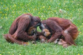 Orangutan Monkey Roux
