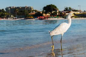 Heron Bird Nature