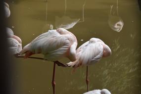 Flamingos Pink Flemish