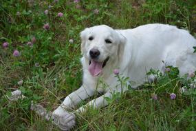 Dog Golden Retriever Bitch Mollie