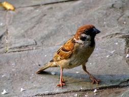 Sparrow Bird Nature
