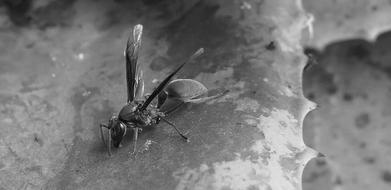 Black And White photo of Wasp Insect on roof