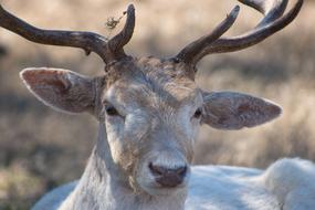 Buck Deer Animal