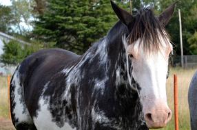 Horse Equine Four Legged