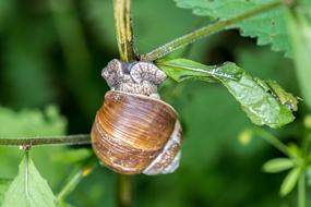 Animal Snail