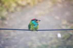 Bird Wire Animal