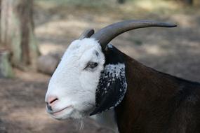 Goat Animal Farm