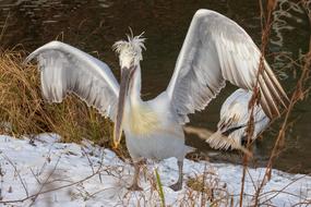 Pelikan Wing Bird