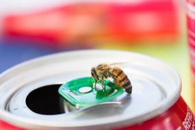 Bee Insect Juice