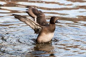 Duck Water Wing