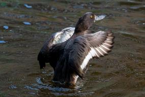 Duck swimming in pond Water