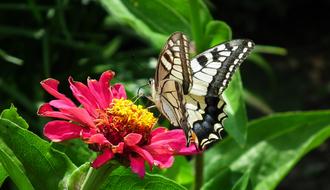 Butterfly Paż Queen Insect