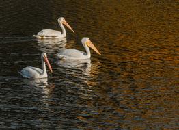Pelicans White Bird