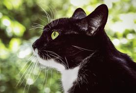black and white cat with green eyes, profile
