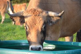 Cow Cattle Ruminant